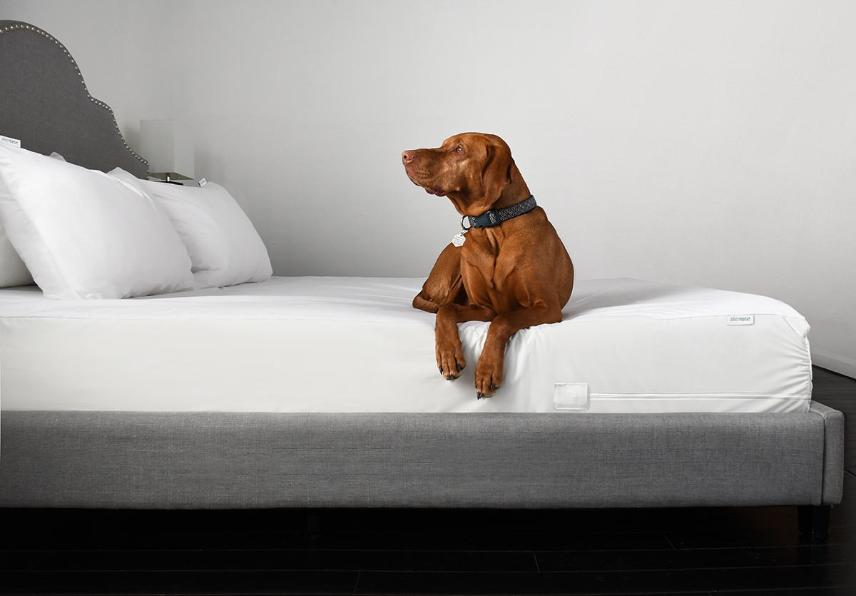 a dog sitting on top of a bed.