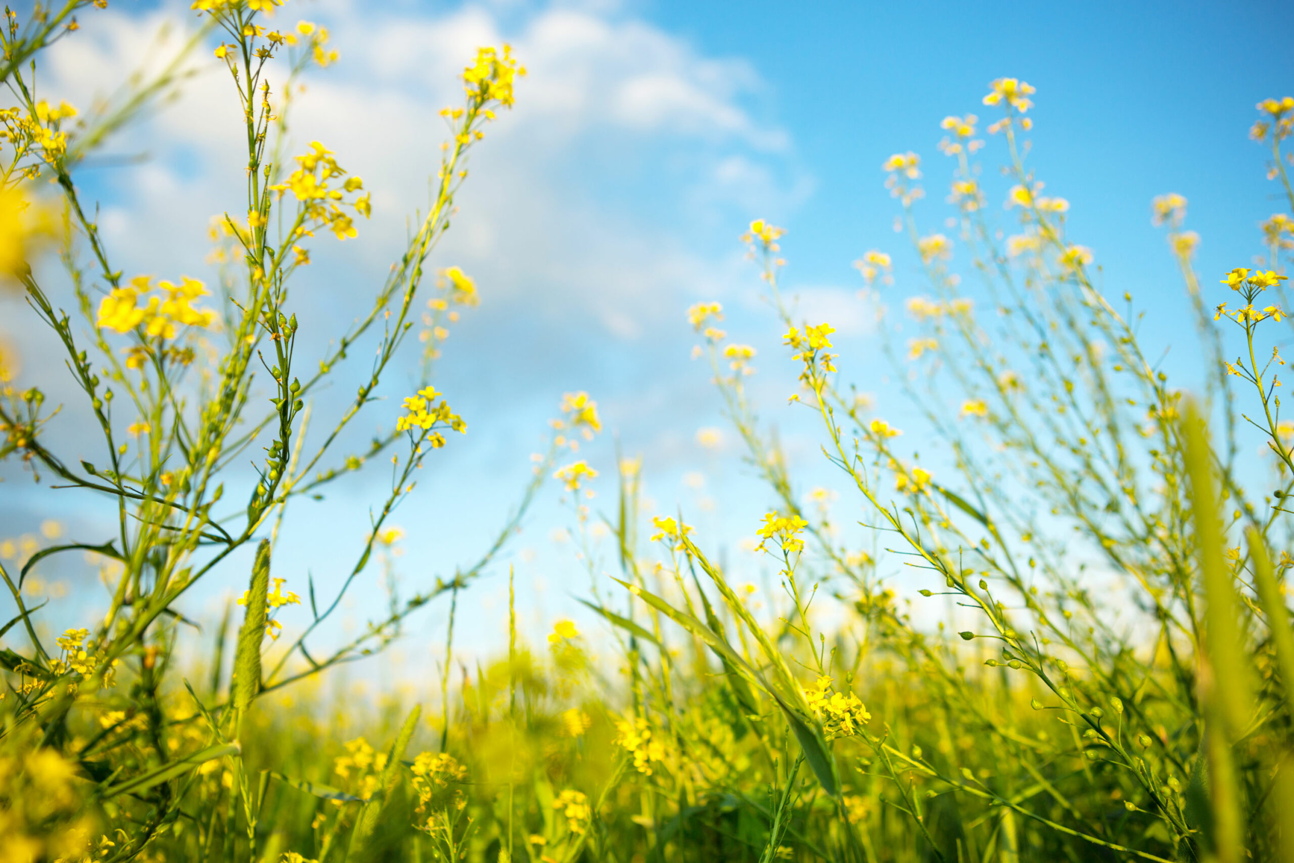 Yellow wildflowers of rapeseed buckwheat in summer